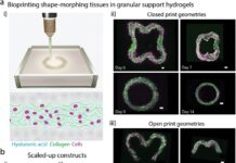 Breakthrough -Bioprinting -Technique -for -Shape-Changing -Heart- Tissues