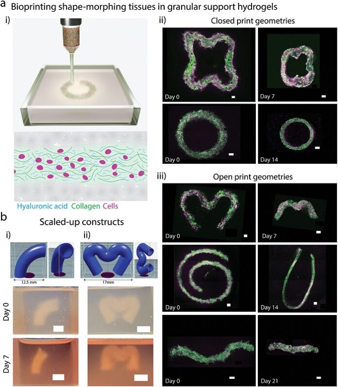 Breakthrough -Bioprinting -Technique -for -Shape-Changing -Heart- Tissues