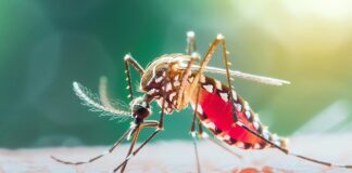 CDRI -Scientists -Develop -Promising -Whole-Parasite -Malaria -Vaccine