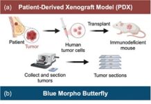 morpho-butterfly-wings-inspire-cancer-diagnosis-innovation