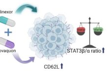 antimalarial-and-anticancer-drug-limits-leukemia-progression