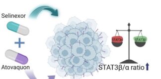 antimalarial-and-anticancer-drug-limits-leukemia-progression