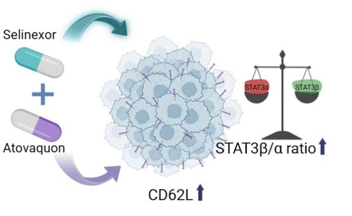 antimalarial-and-anticancer-drug-limits-leukemia-progression