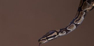 breakthrough-in-snakebite-treatment-new-oral-drug-promises