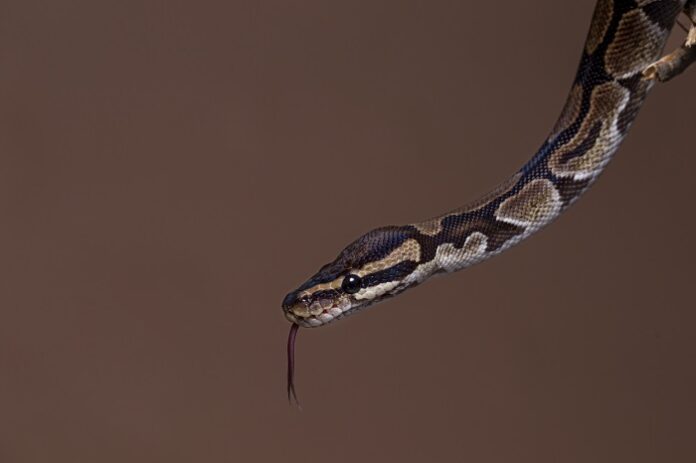 breakthrough-in-snakebite-treatment-new-oral-drug-promises