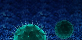 kerala-raises-nipah-virus-awareness-before-bat-breeding
