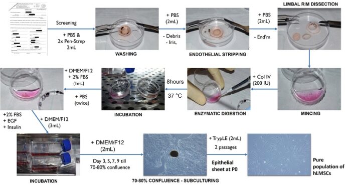 lvpei-secures-australian-patent-for-novel-corneal-stem-cell