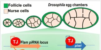 how-fruit-fly-genes-could-help-solve-human-infertility