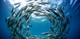 injectable-hydrogel-from-fish-swim-bladders-shows-promise-in-heart-repair