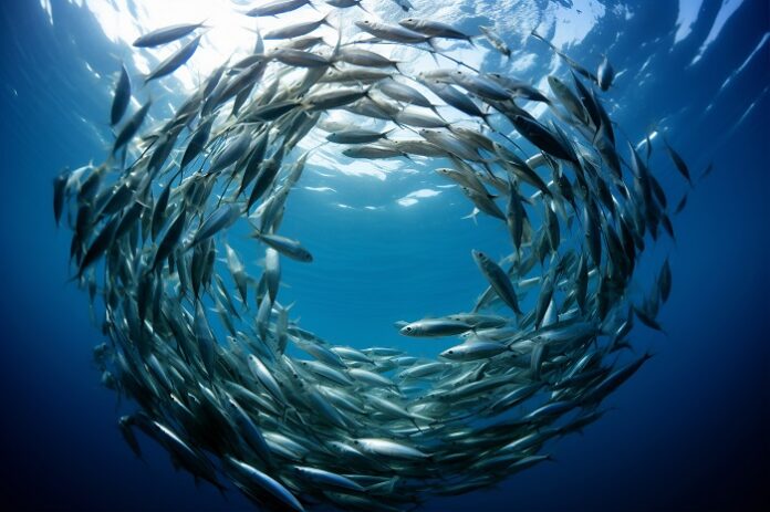 injectable-hydrogel-from-fish-swim-bladders-shows-promise-in-heart-repair