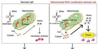 mitochondrial-protein-synthesis-disruption-linked-to-fetal-anemia