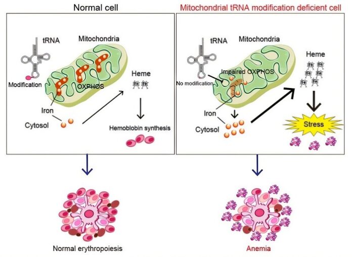 Mitochondrial Protein Synthesis Disruption Linked to Fetal Anemia mitochondrial-protein-synthesis-disruption-linked-to-fetal-anemia