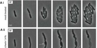 saccharin-a-surprising-ally-against-superbugs