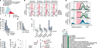 stanford-study-reveals-how-brief-antibiotic-use-drives-persistent-gut-resistance