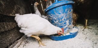 two-year-old-girl-dies-from-h5n1-in-andhra-pradesh