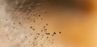 who-warns-of-threat-from-drug-resistant-fungal-infections