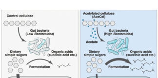 japanese-researchers-discover-gut-based-strategy-to-reduce-obesity