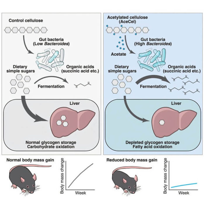 japanese-researchers-discover-gut-based-strategy-to-reduce-obesity
