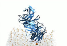 lipid-logic-a-new-path-to-hiv-vaccine-design