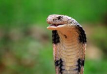 venom-experiment-leads-to-universal-antivenom-research