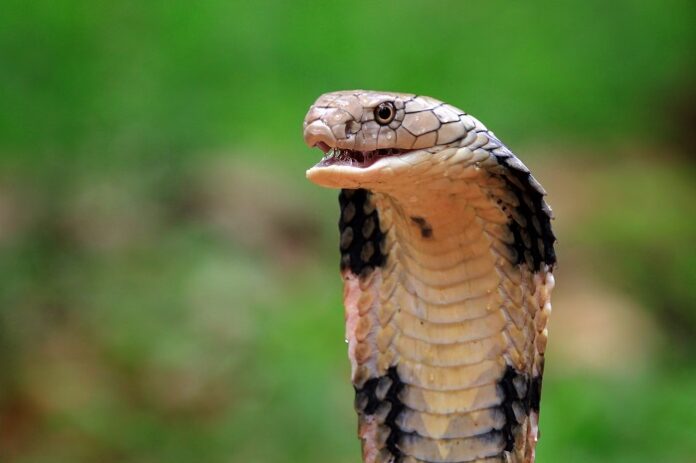 venom-experiment-leads-to-universal-antivenom-research