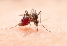 fight-against-malaria-latest-protocols-treatments-and-vaccination-developments-dr-manish-pendse