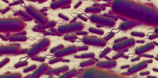 kidney-transplant-turns-life-threatening-after-parasitic-infection