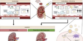 scientists-identify-groundbreaking-kidney-protective-microrna
