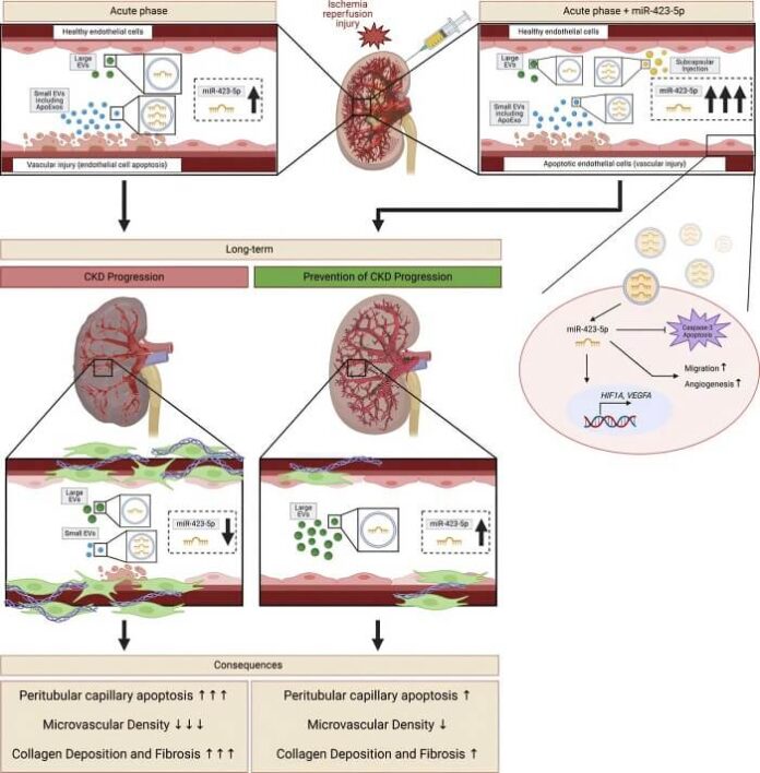 scientists-identify-groundbreaking-kidney-protective-microrna