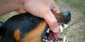 centre-urges-states-to-boost-rabies-control
