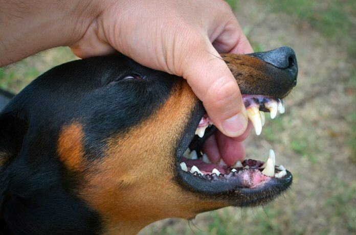 Centre Urges States to Boost Rabies Control centre-urges-states-to-boost-rabies-control