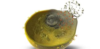 impac-t-cells-ai-powered-t-cells-offer-hope-in-cancer-therapy