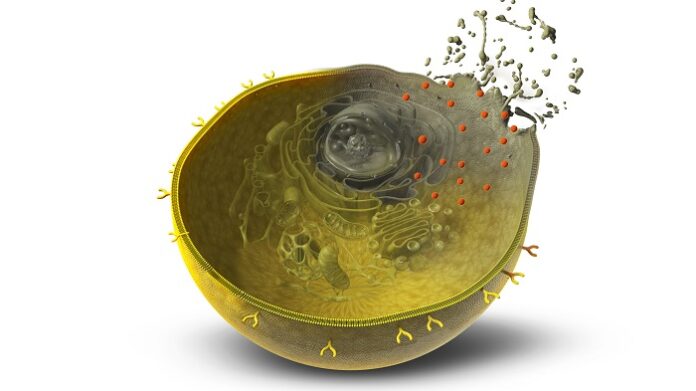 IMPAC-T Cells AI-Powered T Cells Offer New Hope in Cancer Therapy impac-t-cells-ai-powered-t-cells-offer-hope-in-cancer-therapy