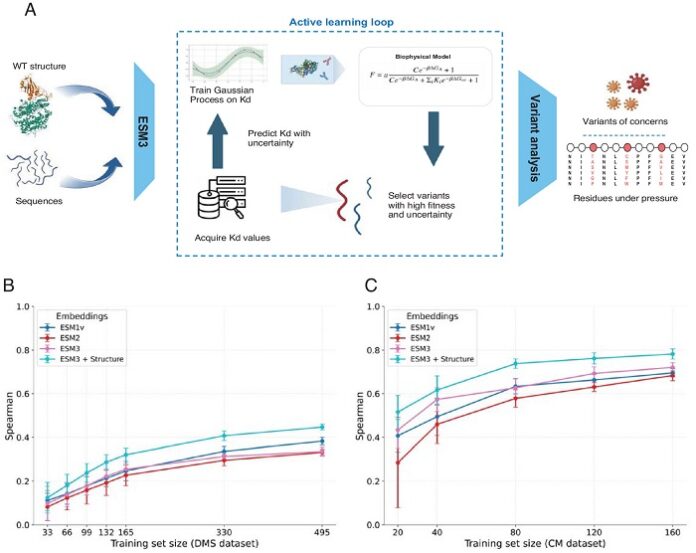 New AI Model Forecasts Dangerous COVID Strains Before Spread