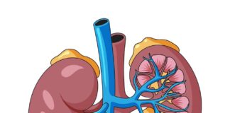 one-in-three-diabetics-at-risk-ckd-sgpgi-detection-method