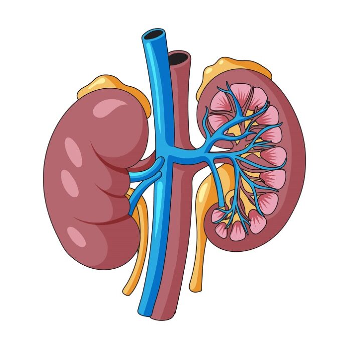 one-in-three-diabetics-at-risk-ckd-sgpgi-detection-method