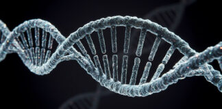 genes-linked-to-breast-cancer-found-crucial-for-heart-health