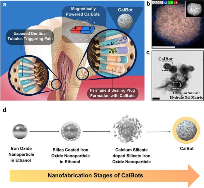 iisc-and-theranautilus-develop-nanobots-for-tooth-sensitivity