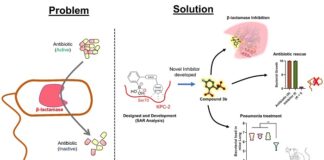iit-roorkee-develops-breakthrough-drug-to-combat-superbugs