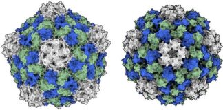 plant-virus-emerges-as-promising-cancer-immunotherapy