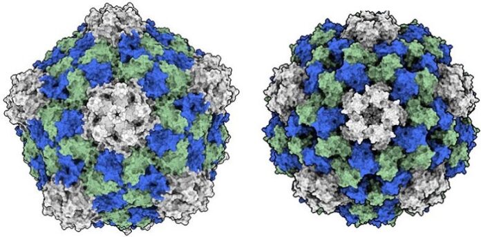 Plant Virus Emerges as Promising Cancer Immunotherapy plant-virus-emerges-as-promising-cancer-immunotherapy
