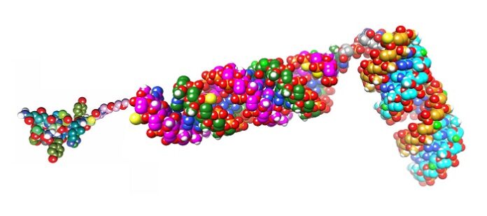 Researchers develop Two-in-One molecule targeting KRAS, MYC researchers-develop-two-in-one-molecule-to-target-kras-and-myc-in-cancer