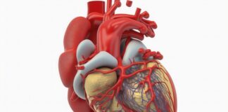 scientists-develop-beating-heart-patches-to-repair-hearts