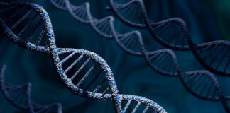 stem-cell-study-sheds-light-on-novel-als-treatment-strategy