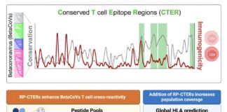 universal-vaccines-targeting-conserved-viral-epitopes