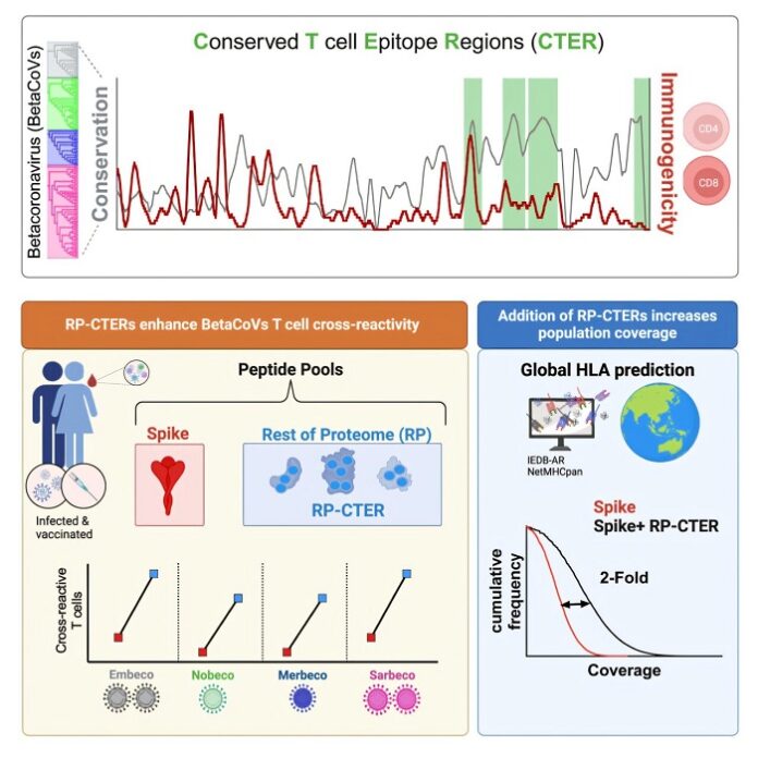 universal-vaccines-targeting-conserved-viral-epitopes