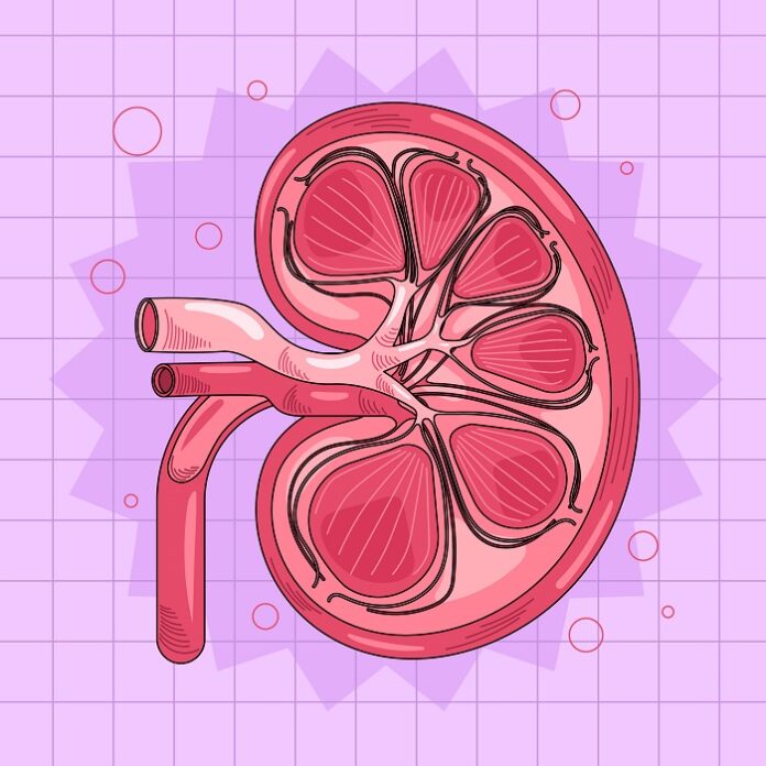 kidney-cancer-cases-expected-to-double-by-2050