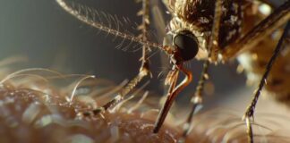 meghalaya-records-rise-in-japanese-encephalitis-cases