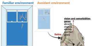 zebrafish-study-links-environment-impact-to-autism
