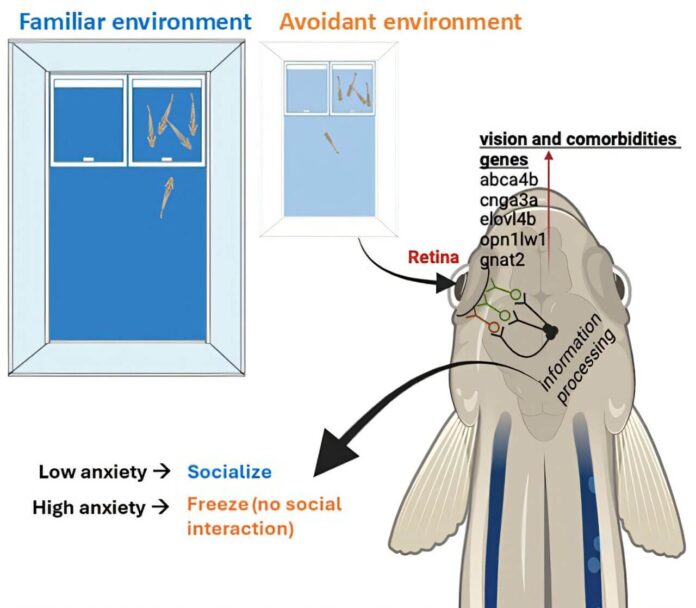 zebrafish-study-links-environment-impact-to-autism